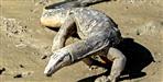 YouTuber arrested with monitor lizard parts