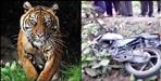 Tiger attack on youth in Ramnagar