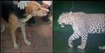 Guldar came to Bageshwar's house