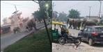 elephants came on Haridwar Laksar National Highway