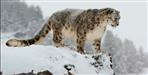 Population of snow leopard increasing in uttarakhand