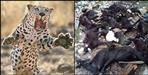 Guldar killed 21 goats in Rudraprayag
