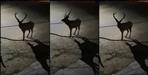 Coronavirus Uttarakhand:Uttarakhand lockdown Deer come out onto haridwar Roads