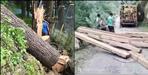 Deodar trees cut illegally in Chakrata Kanasar Range