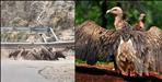 Vultures Return to Pauri Hills After 15 Years