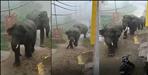 Elephants in Haridwar Misrpur Jagdishpur Colonies
