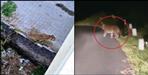 Leopards are running towards the city due to fear of tiger in Uttarakhand