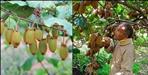 Farmers in Bageshwar are earning good income from kiwi farming
