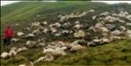 Lightning in Bageshwar 400 goats dead