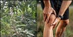 Uttarakhand Simai plant home remedy for paralysis joint pain