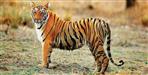 Tigress missing in Rajaji National Park