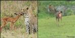 Tiger walking near by deer in Corbett National Park