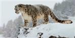 Pictures of Snow leopard from Nanda Devi National Park