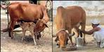 Benefits of pahadi cow milk of uttarakhand