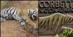 Female tiger dies in Dhela Rescue Center
