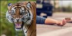 Tiger attack a man in nainital