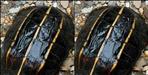 Rare Three-Striped Hill Turtle Spotted in Dehradun