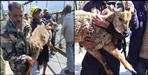 SDRF rescues deer baby from Bhagirathi river