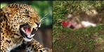 Leopard attack on Dhanuli Devi of Haldwani Bhaduyni village