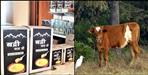 Uttarakhand Badri Cow Ghee