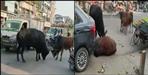 Video of two bull fighting at Lalkuan railway tiraha