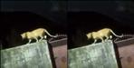 Leopard in nainital college