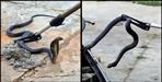 A snake came out from inside the scooty in Haridwar