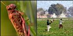 Alert issued on Locust attack uttarakhand