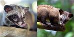 Rare palm civet seen in Uttarakhand Munsiyari