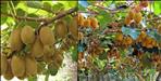 Champawat Will Become The Hub of Kiwi Production in Uttarakhand