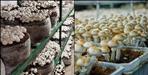 Devlikhan Village in Almora to Be Developed as Mushroom Village