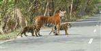Tigress and two cubs in Nandhaur forest reserve