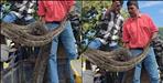 giant python entered populated area of   Ramnagar