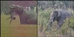 Elephant kills youth in dehradun jungle