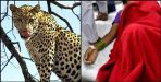Leopard attacked on women in pithoragarh