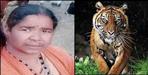 Tiger attack on woman in Pauri Garhwal