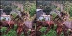 Giant tree fell on house in Bageshwar