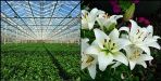 Migrating from mountainous areas will stop the promotion of flower farming