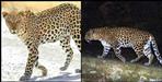 Leopard seen in Mussoorie video viral