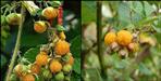 Benefits of hisar husul of uttarakhand