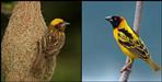 finn weaver bird in uttarakhand