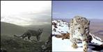 Snow Leopard in Chamoli District