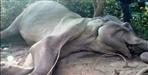Elephant death in Jim Corbett National Park