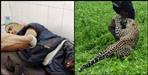 Leopard attacked farmer in rudraprayag