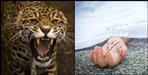 Pithoragarh Guldar killed the girl