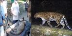 Vehicle hit leopard Cub in Haridwar Shyampur