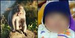 Monkey killed 3 month old kid in champawat