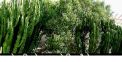 Benefits of Sehund which founds in uttarakhand 