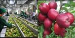 Center release funds for chaubatiya Cold Storage