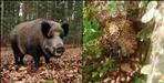 wild boar killed leopard in almora